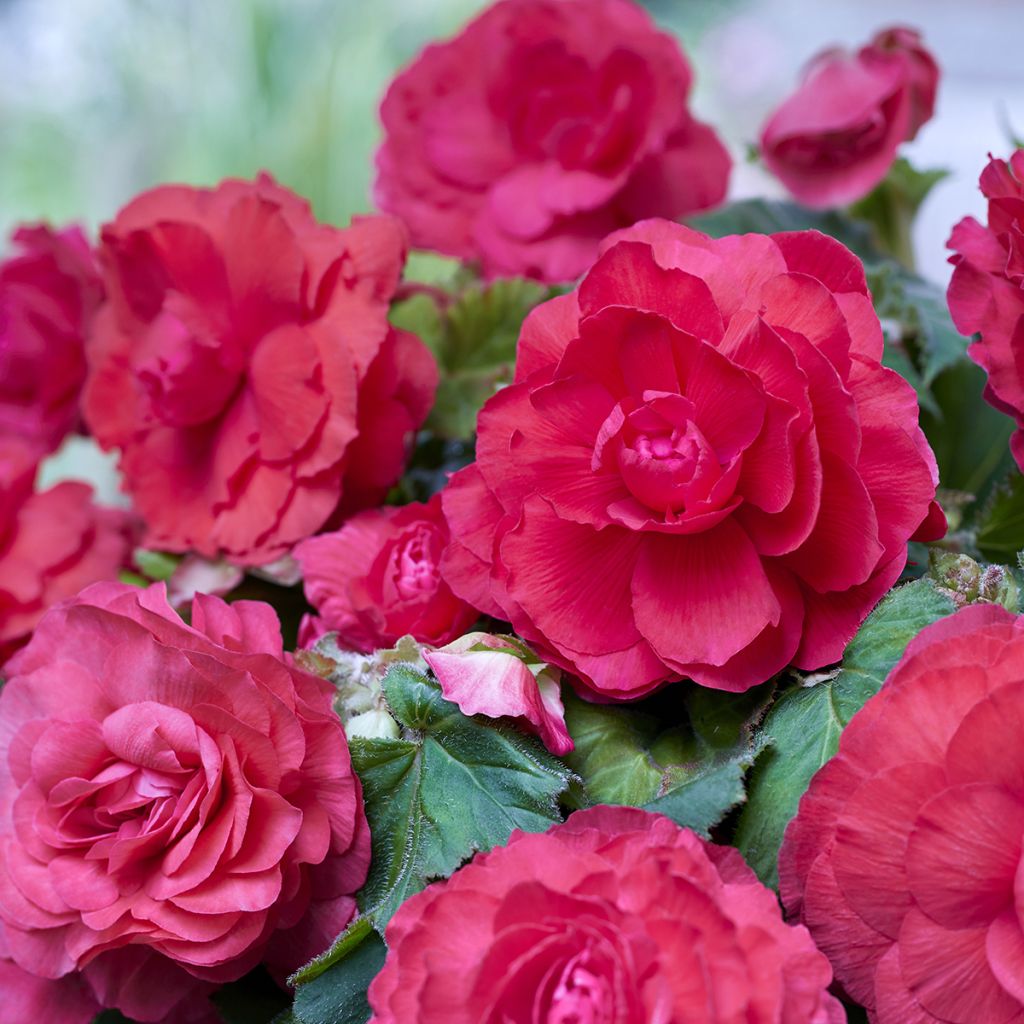 Begonia Superba Pink - Large-flowered tuberous begonia