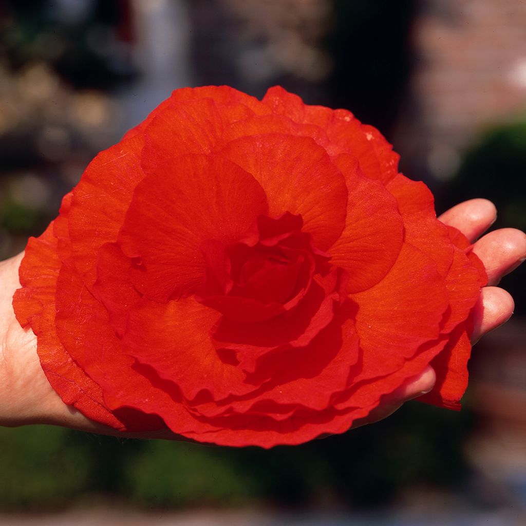 Begonia × tuberhybrida Red - Large-flowered tuberous begonia