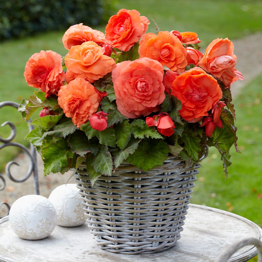 Begonia Superba Salmon - Large-flowered tuberous begonia