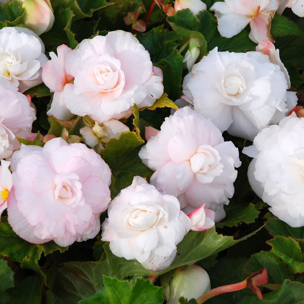 Double Begonia Superba White - Begonia × tuberhybrida