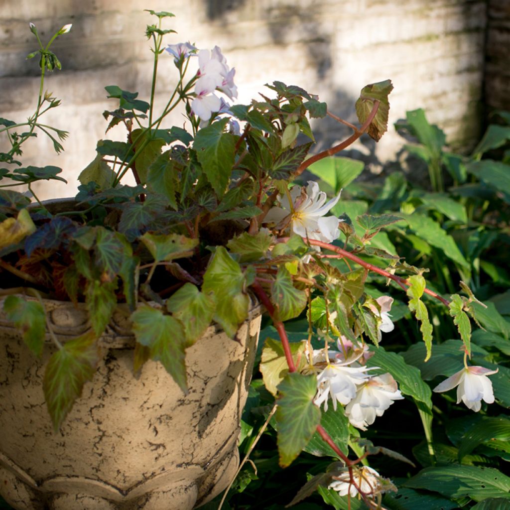 White Begonia pendula Tuberhybrida