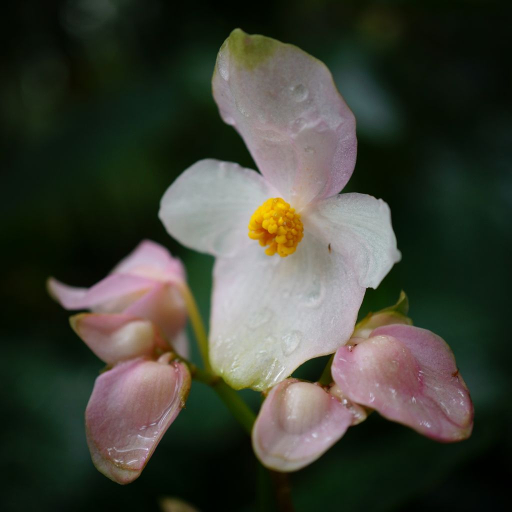 Begonia ravenii - Wild Begonia