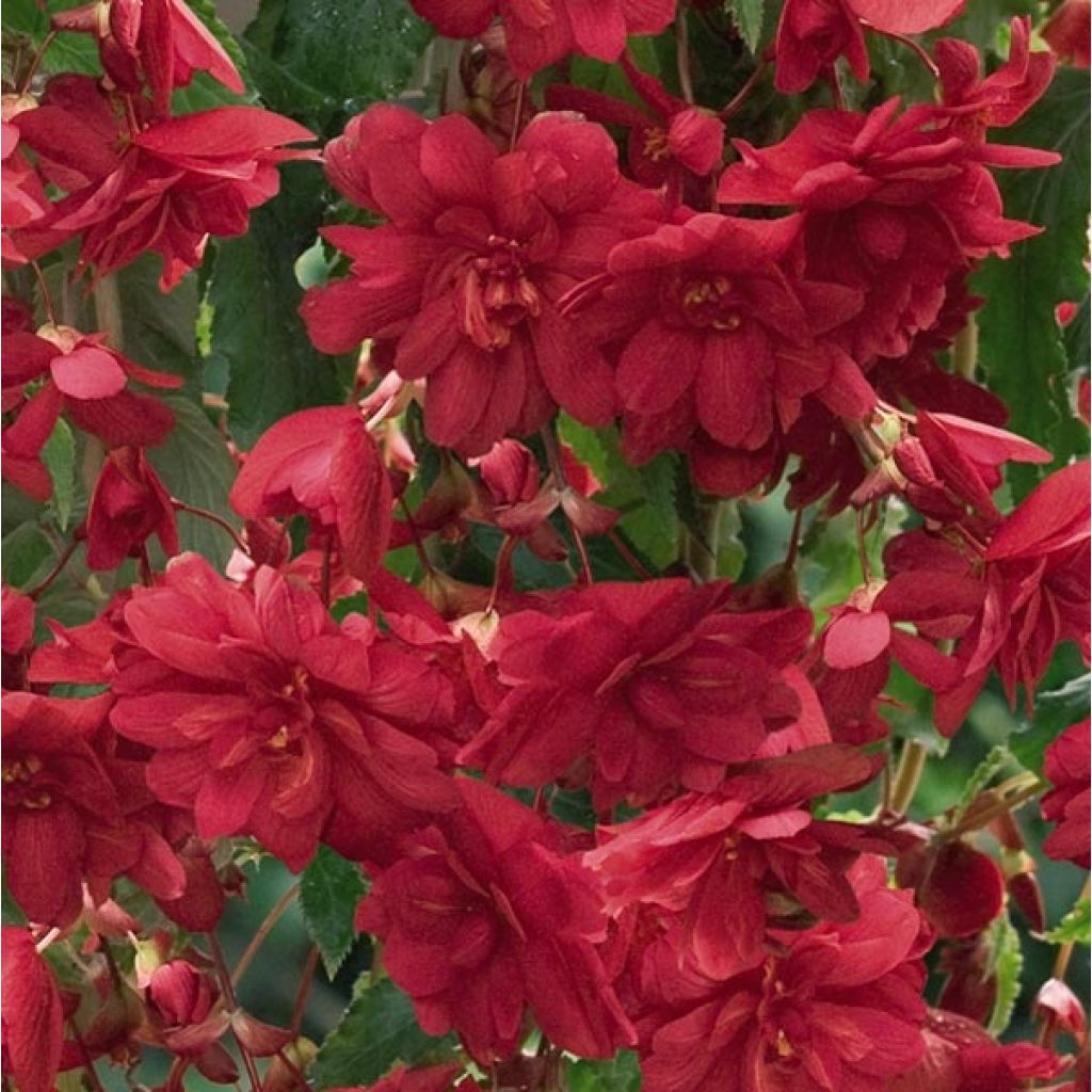 Begonia pendula Illumination Scarlet
