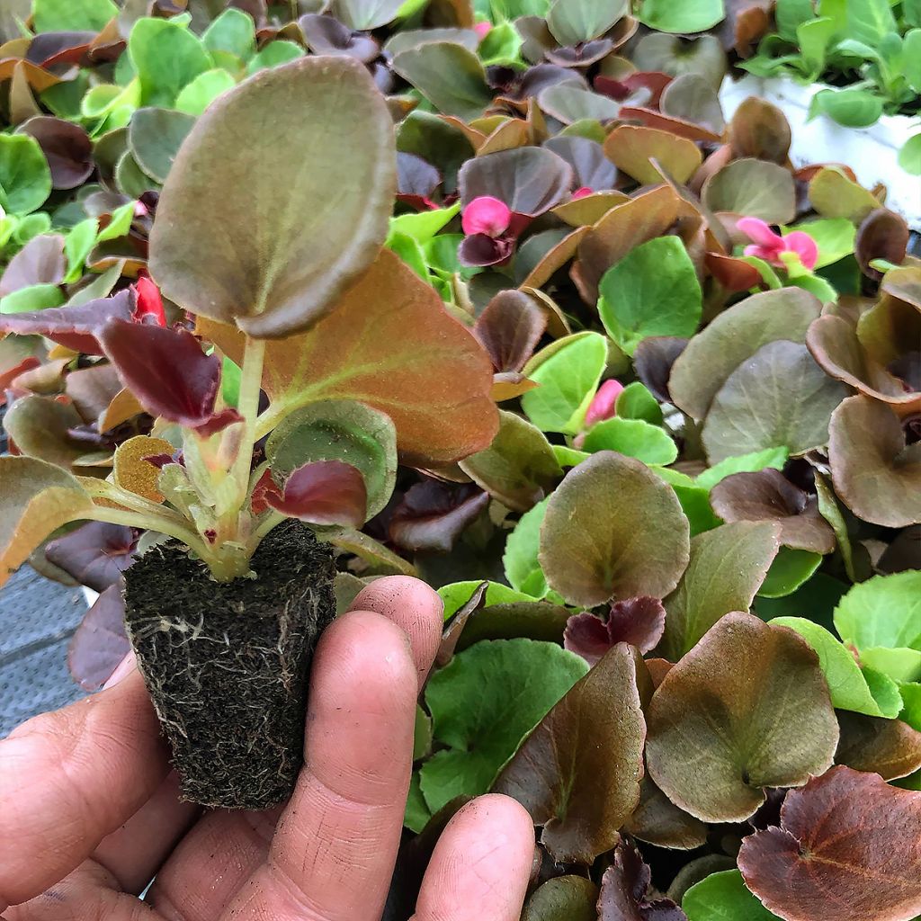 Begonia semperflorens Organdy F1