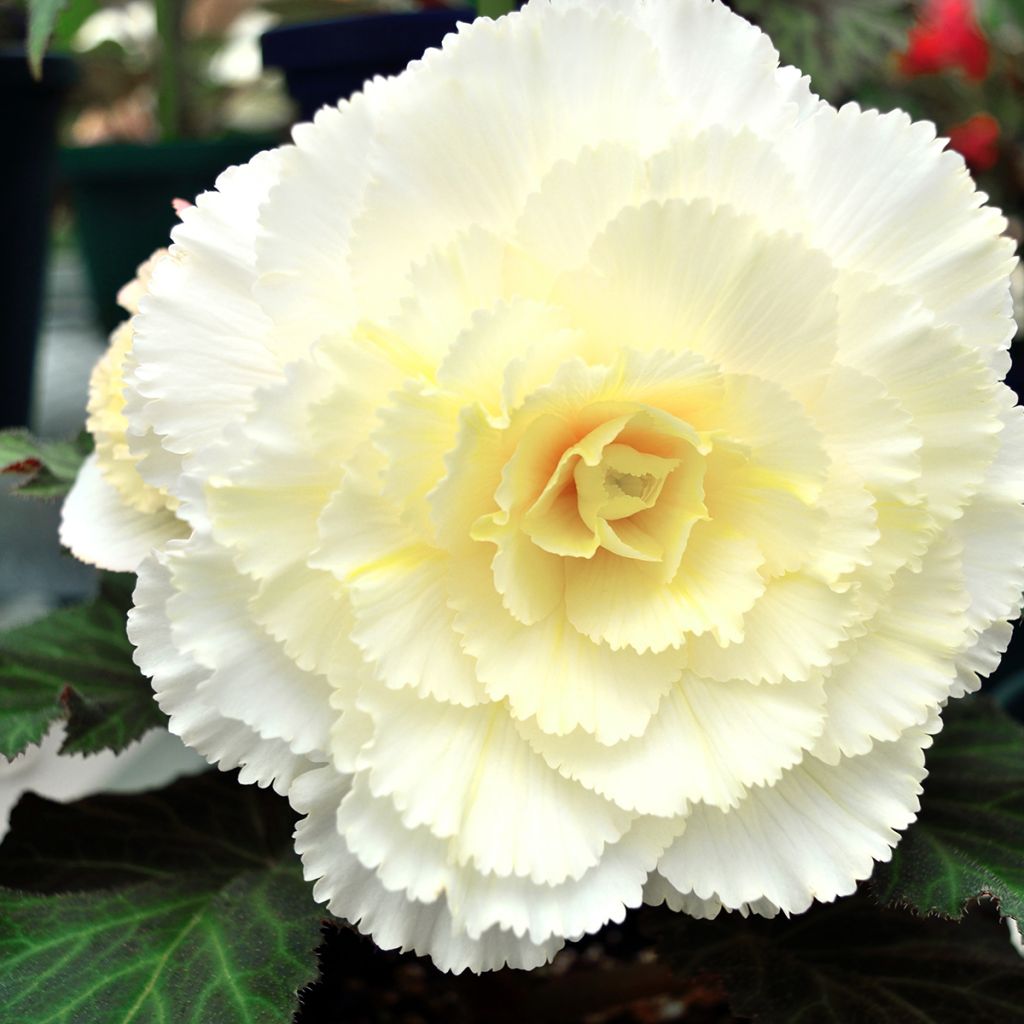 White-flowered Begonia Fimbriata