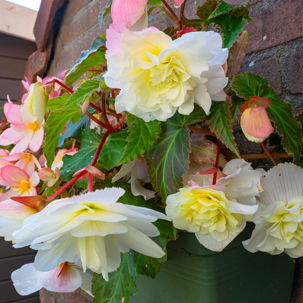 Begonia Angelique - Scented trailing tuberous begonia
