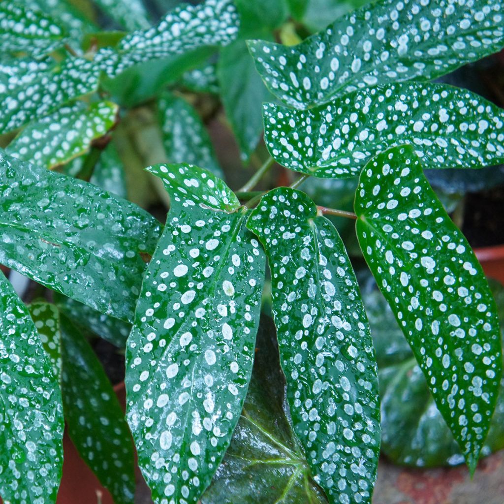 Begonia albopicta