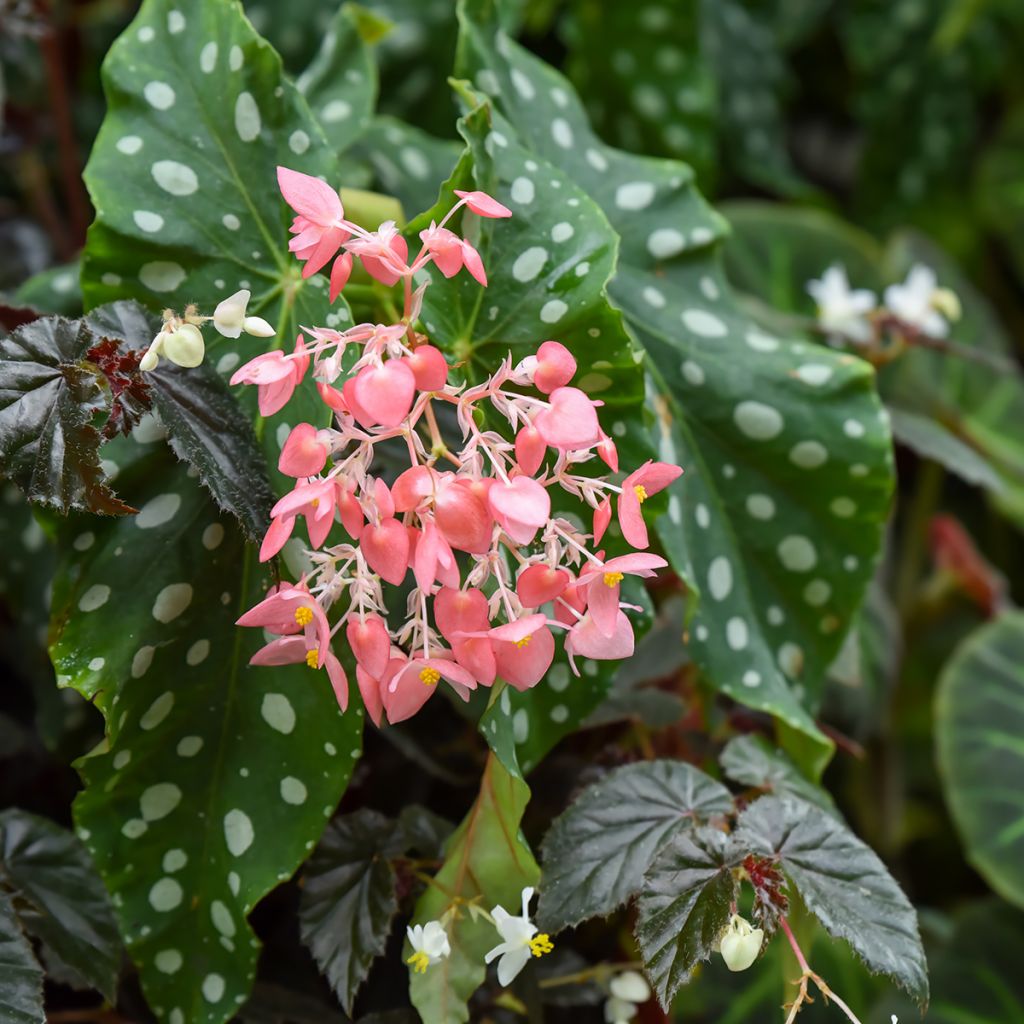 Begonia maculata Silverspot - Bamboo begonia
