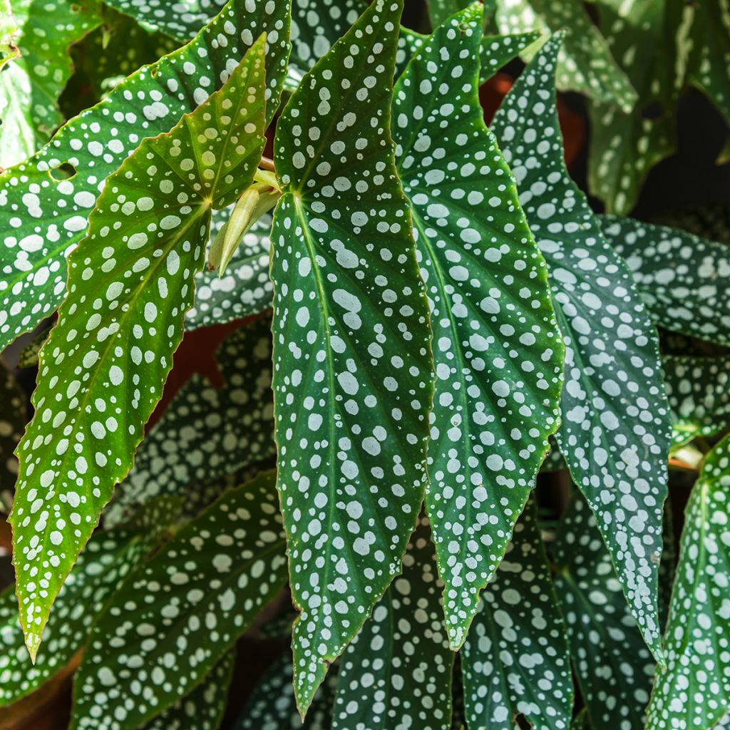 Begonia maculata Silverspot - Bamboo begonia