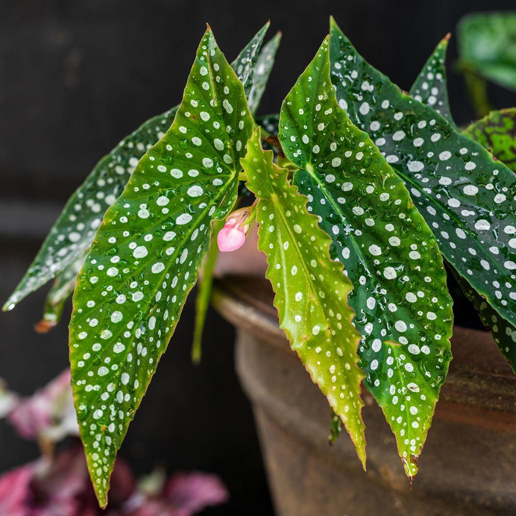 Begonia maculata Silverspot - Bamboo begonia