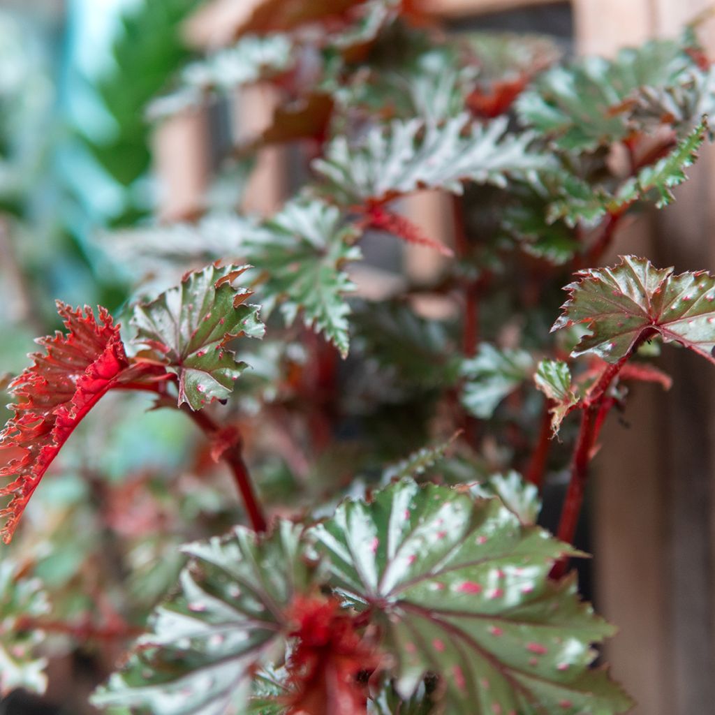 Begonia serratipetala