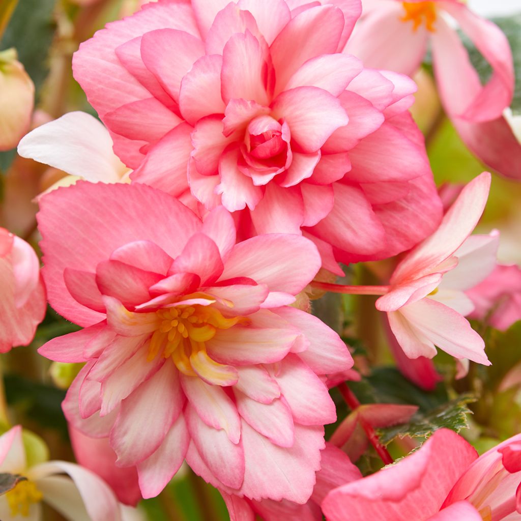 Begonia Chanson Pink and White Bicolor seeds