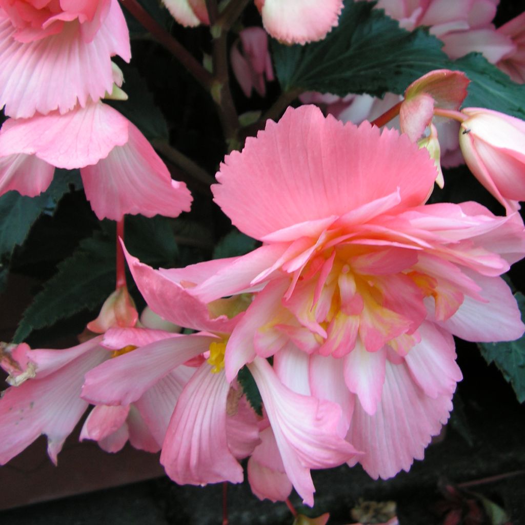 Begonia Chanson Pink and White Bicolor seeds