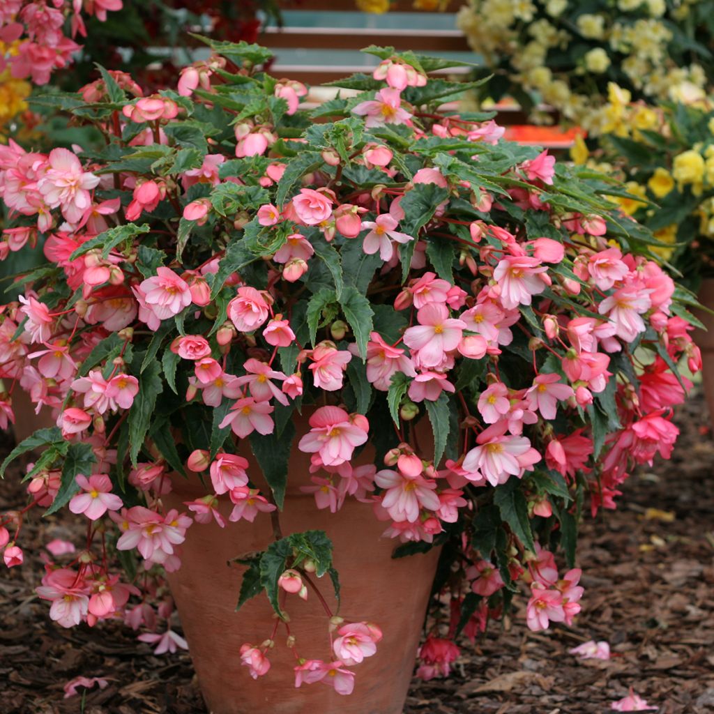 Begonia Chanson Pink and White Bicolor seeds