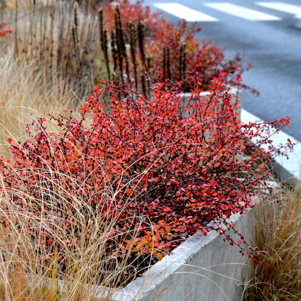 Berberis thunbergii Orange Ice - Barberry