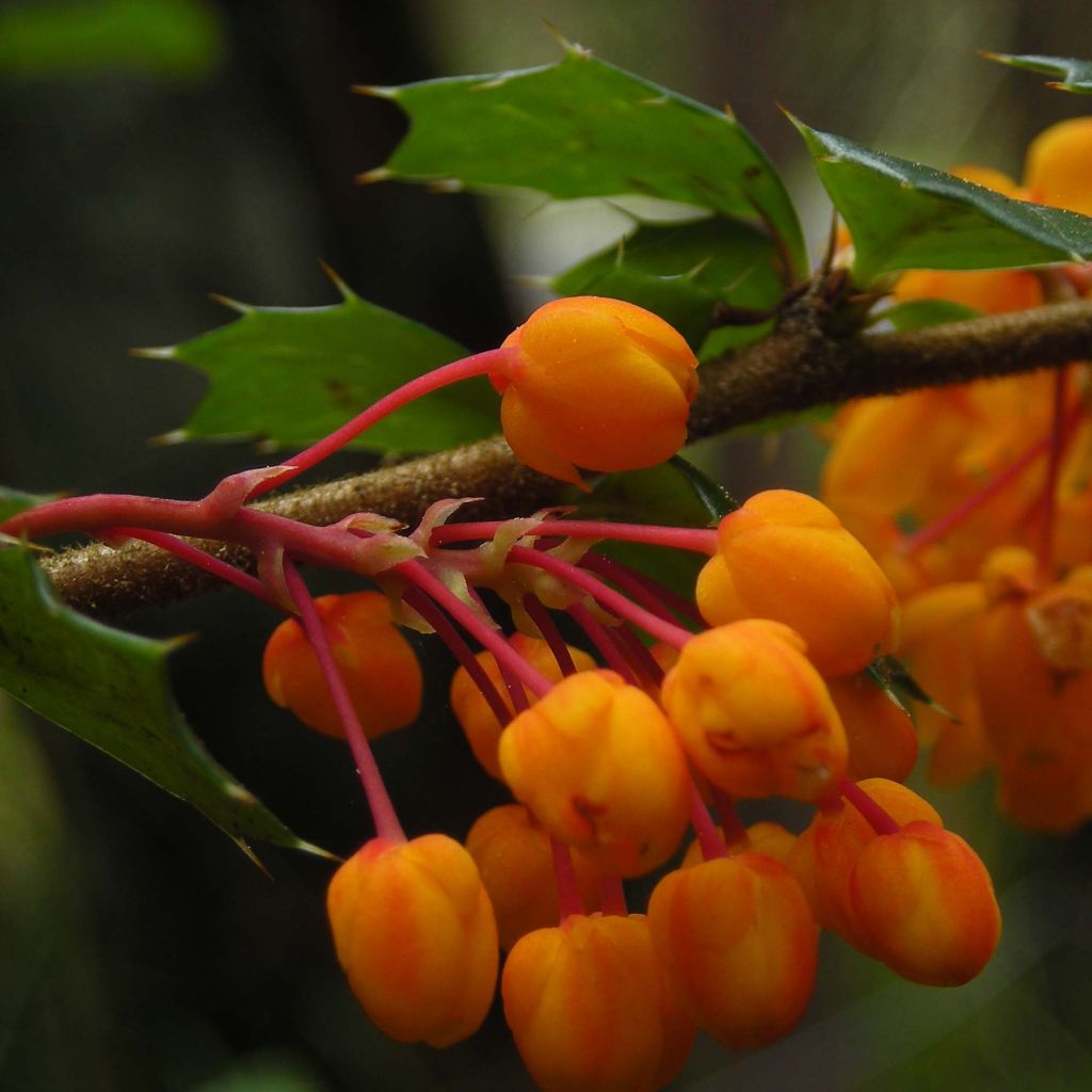 Berberis darwinii - Darwins barberry
