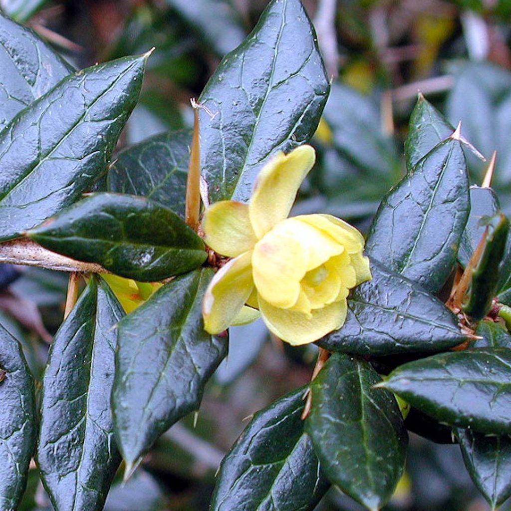 Berberis x frikartii Amstelveen - Barberry