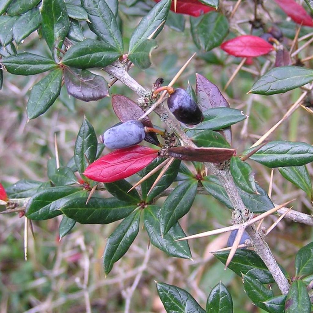 Berberis x frikartii Amstelveen - Barberry
