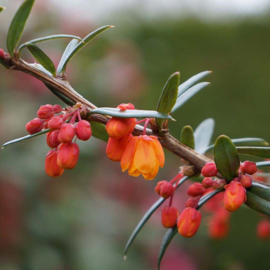 Berberis linearifolia Orange King - Barberry