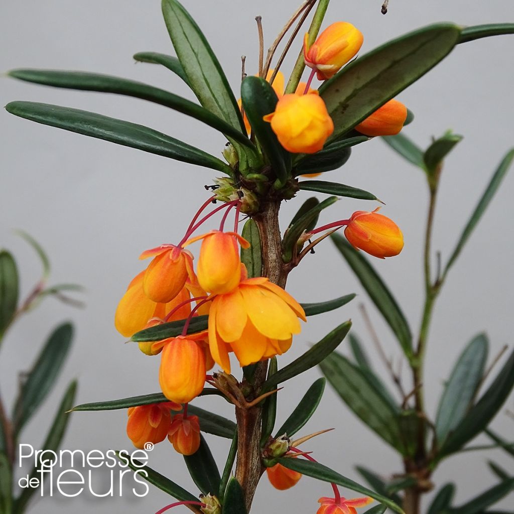 Berberis linearifolia Orange King - Barberry