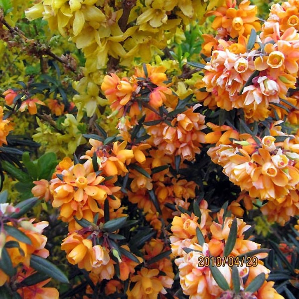 Berberis linearifolia Orange King - Barberry