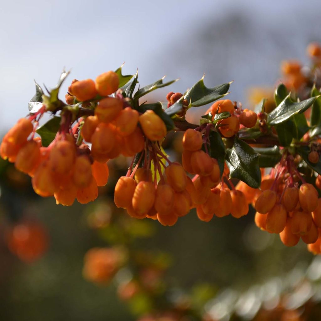 Berberis lologensis Apricot Queen - Barberry