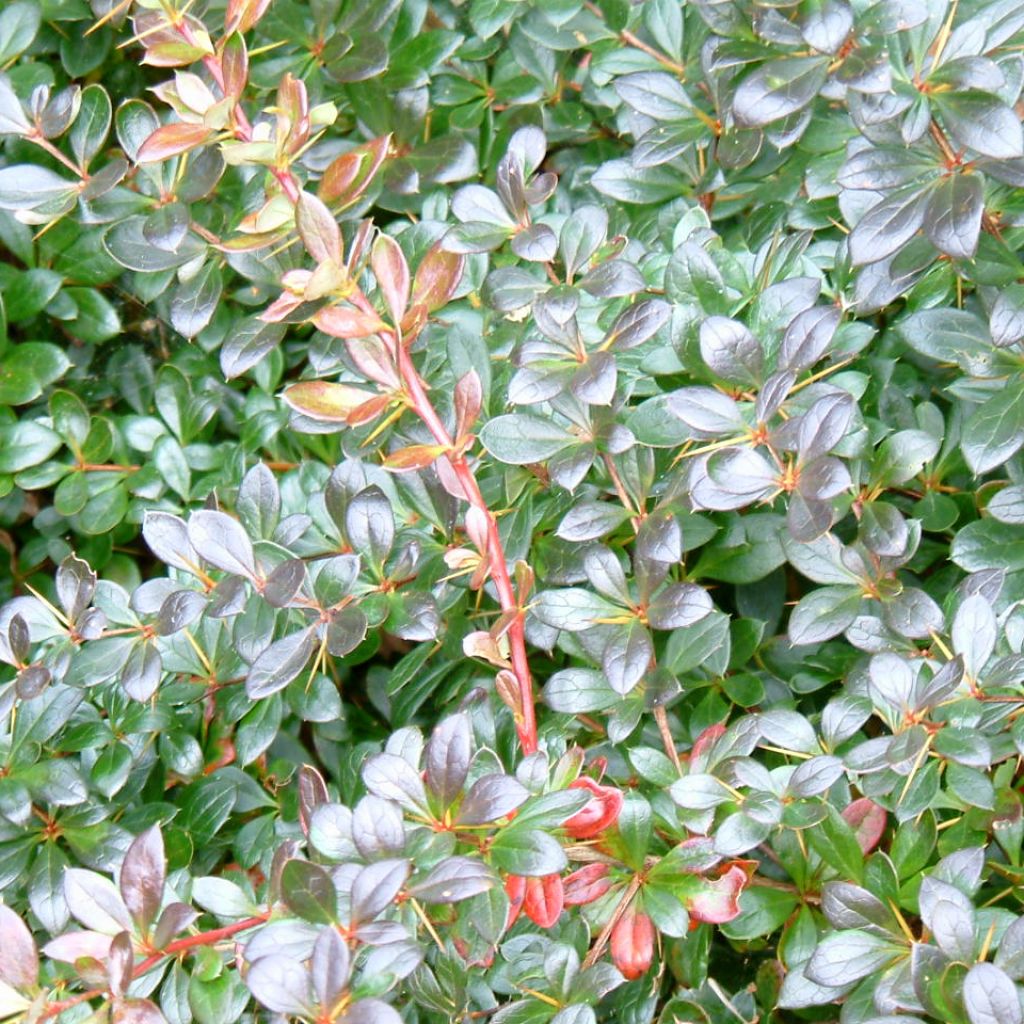 Berberis x media Red Jewel - Barberry