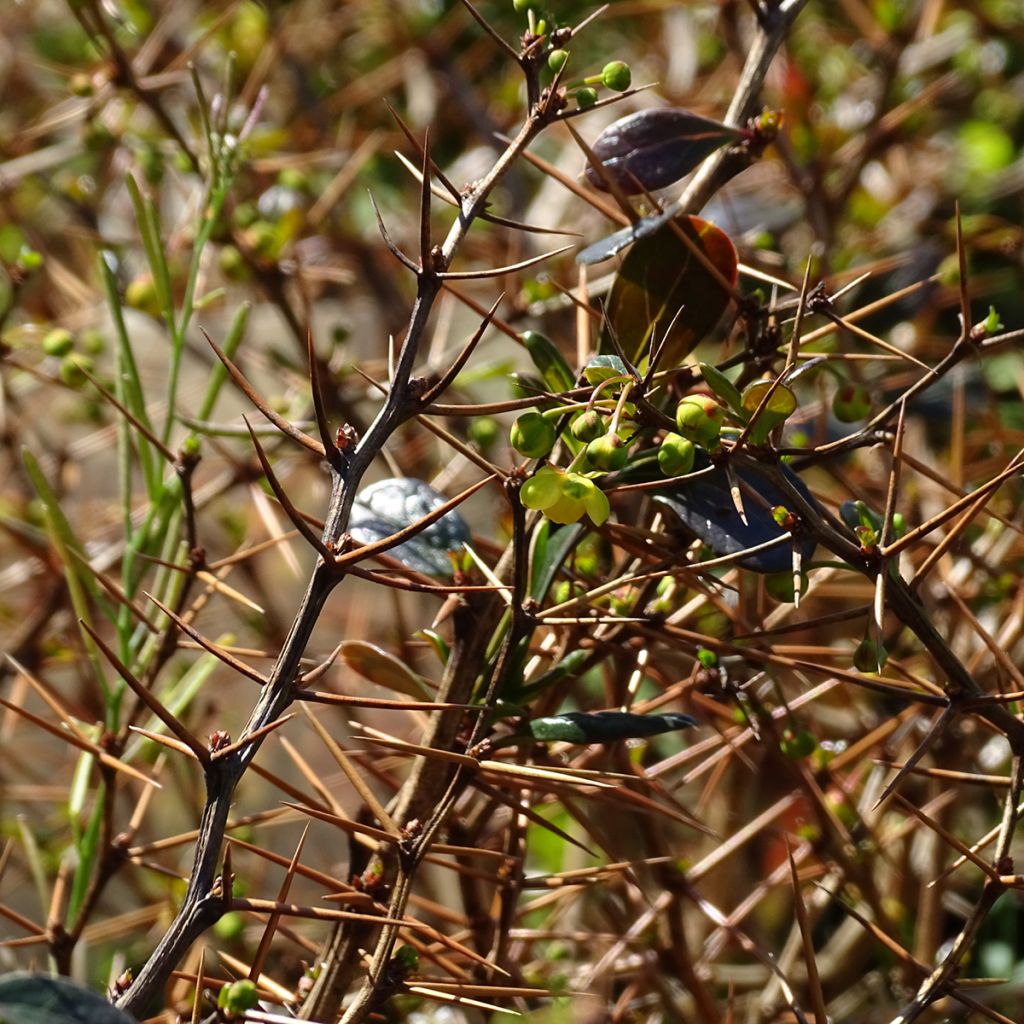 Berberis x media Red Jewel - Barberry