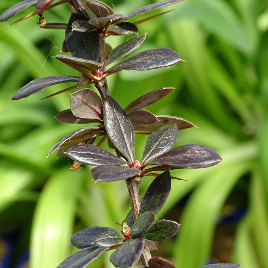 Berberis x media Red Jewel - Barberry