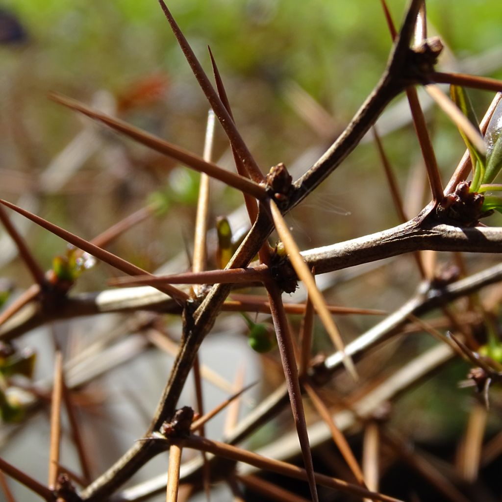 Berberis x media Red Jewel - Barberry