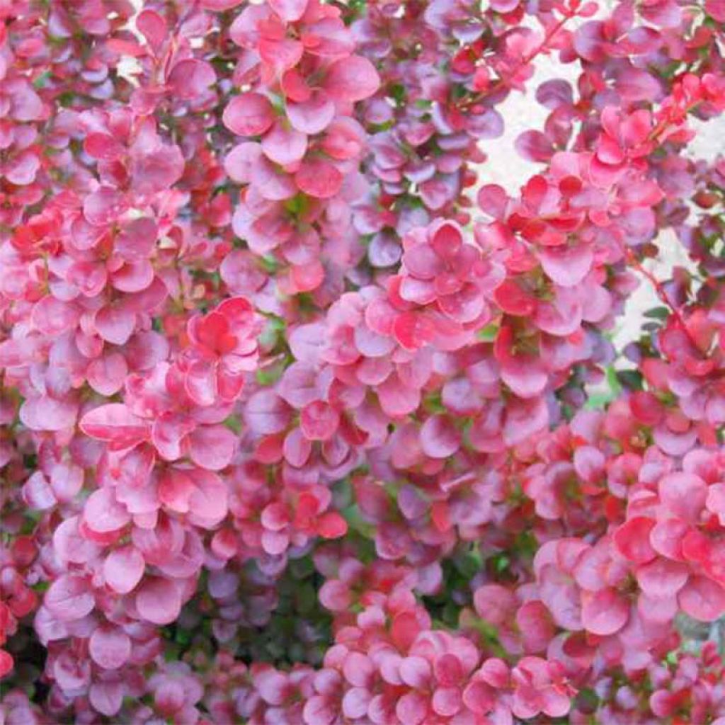 Berberis ottawensis Superba - Barberry