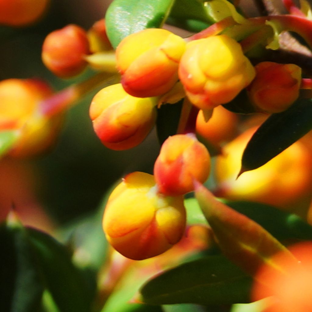 Berberis stenophylla Corallina Compacta - Barberry