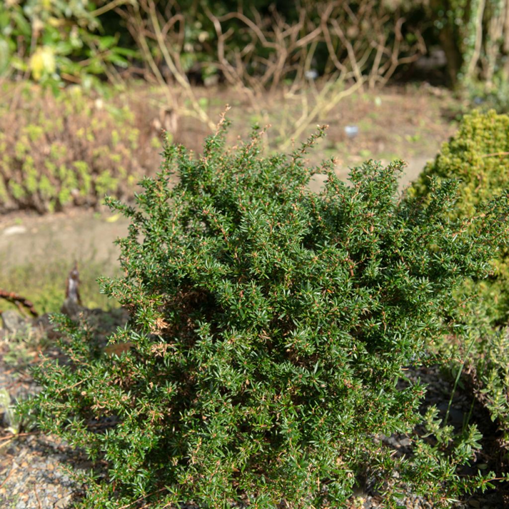 Berberis stenophylla Corallina Compacta - Barberry