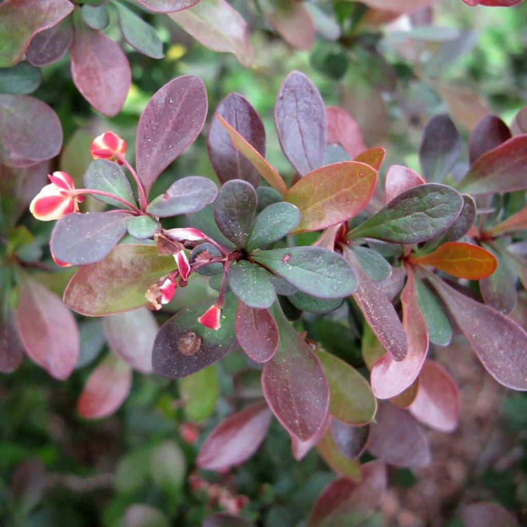 Berberis thunbergii - Barberry