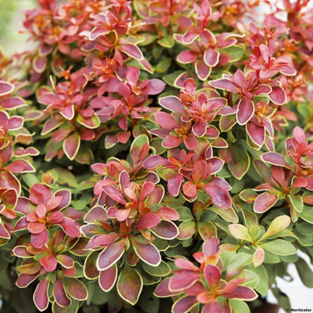 Berberis thunbergii Admiration - Barberry