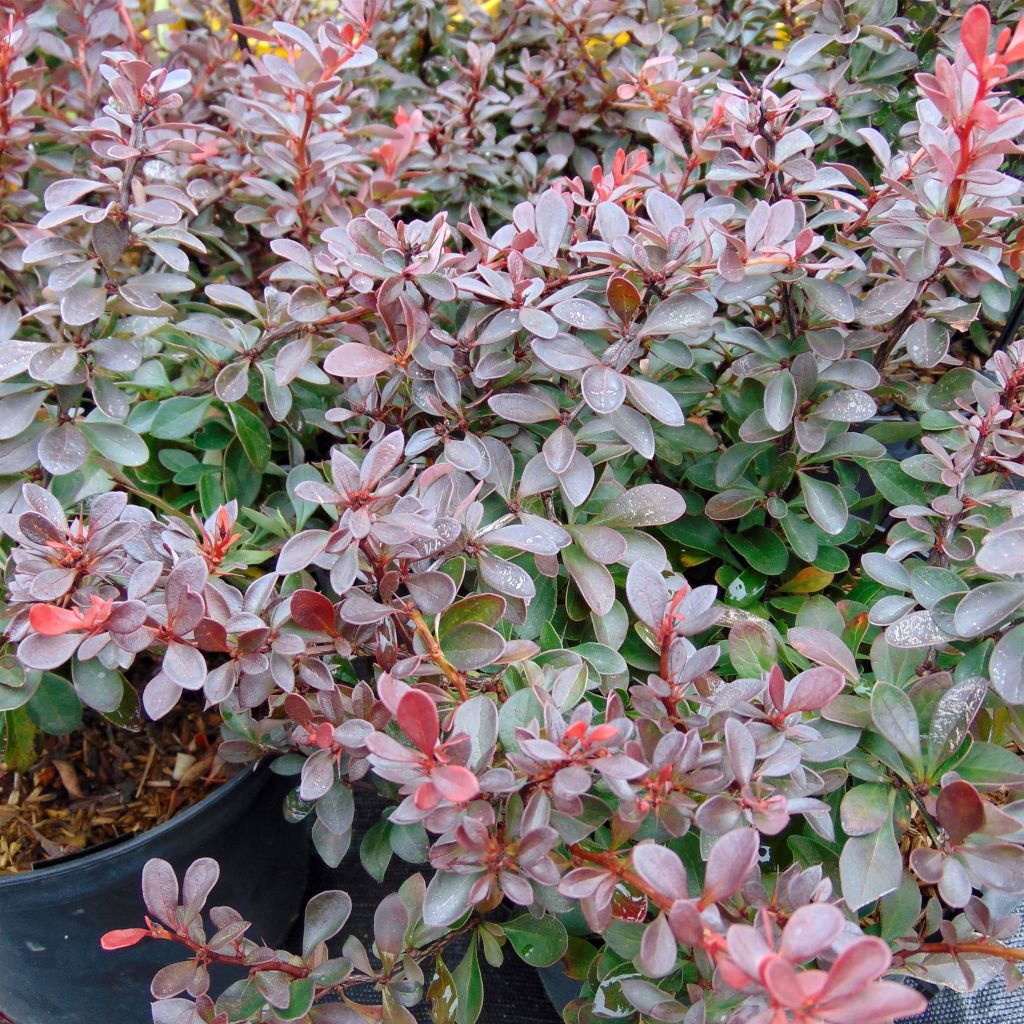 Berberis thunbergii Atropurpurea Nana - Barberry