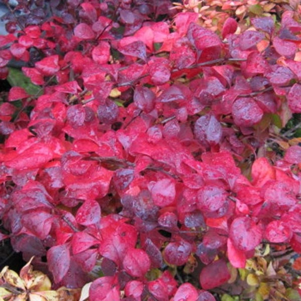 Berberis thunbergii Atropurpurea - Barberry