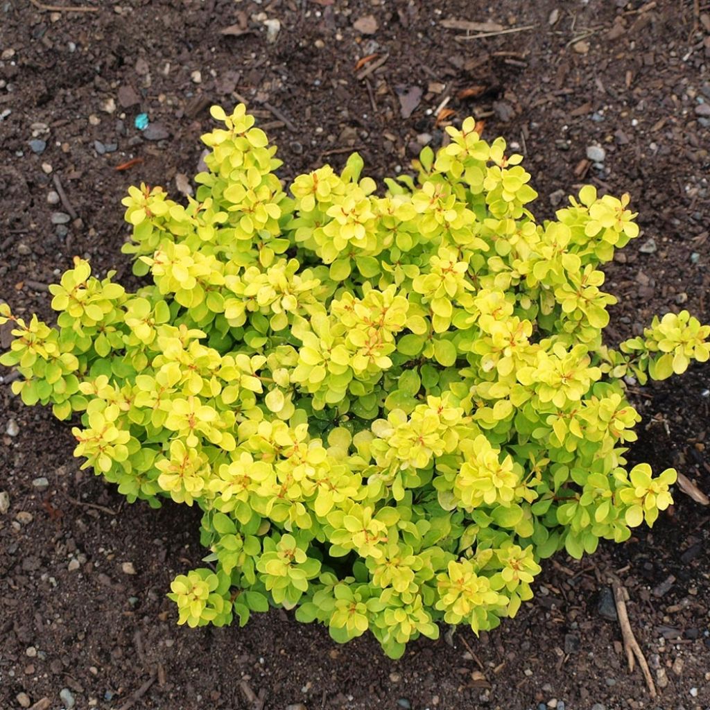 Berberis thunbergii Bonanza Gold - Barberry