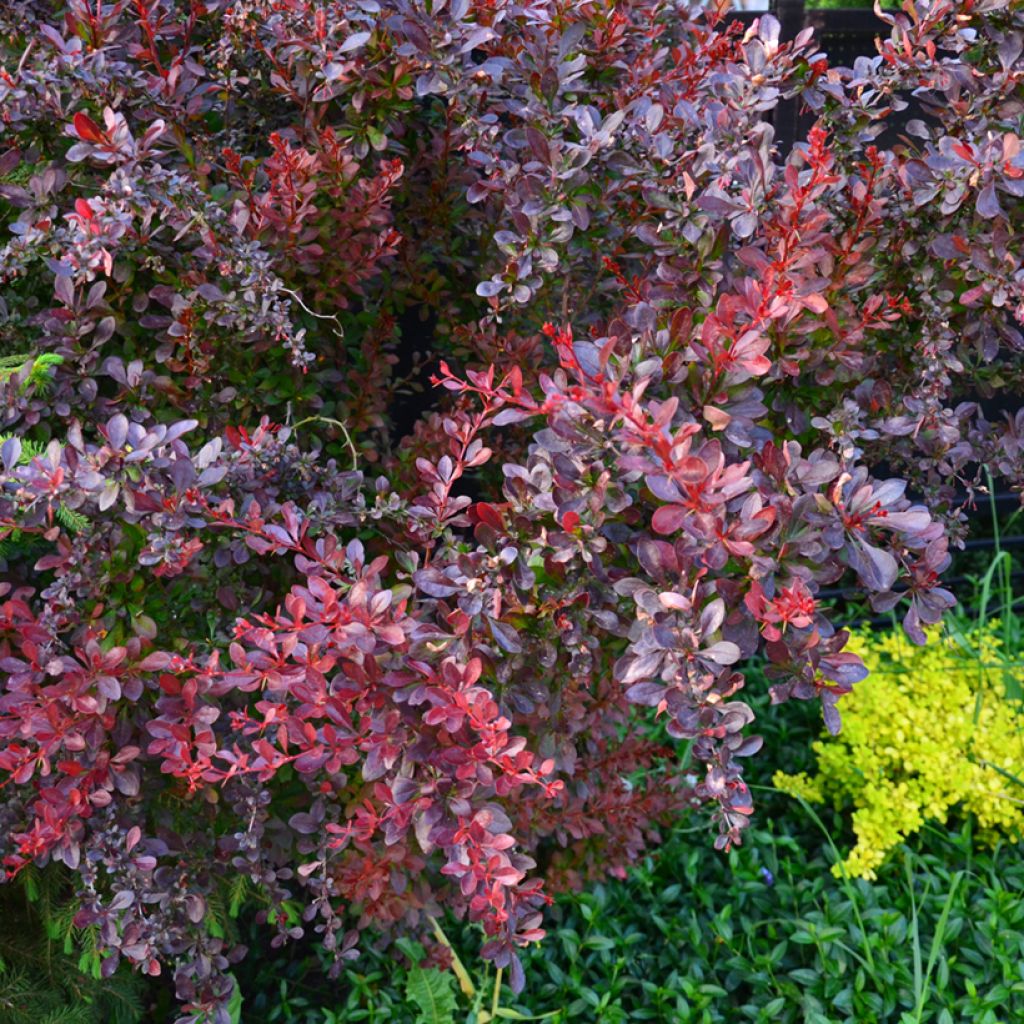 Berberis thunbergii Concorde - Barberry