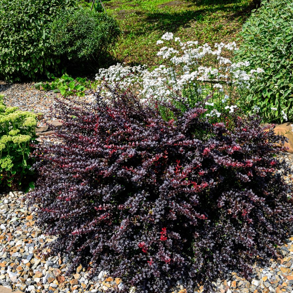 Berberis thunbergii Concorde - Barberry