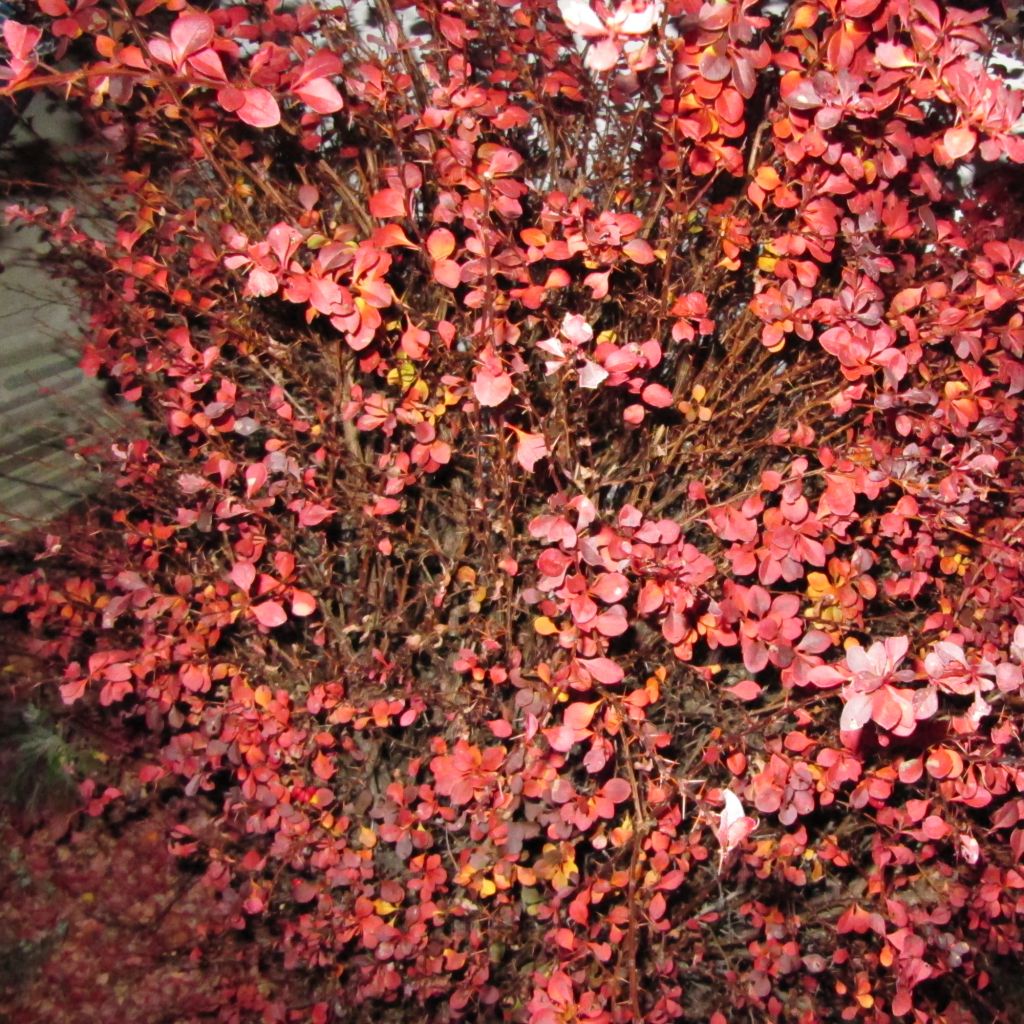Berberis thunbergii Fireball - Barberry