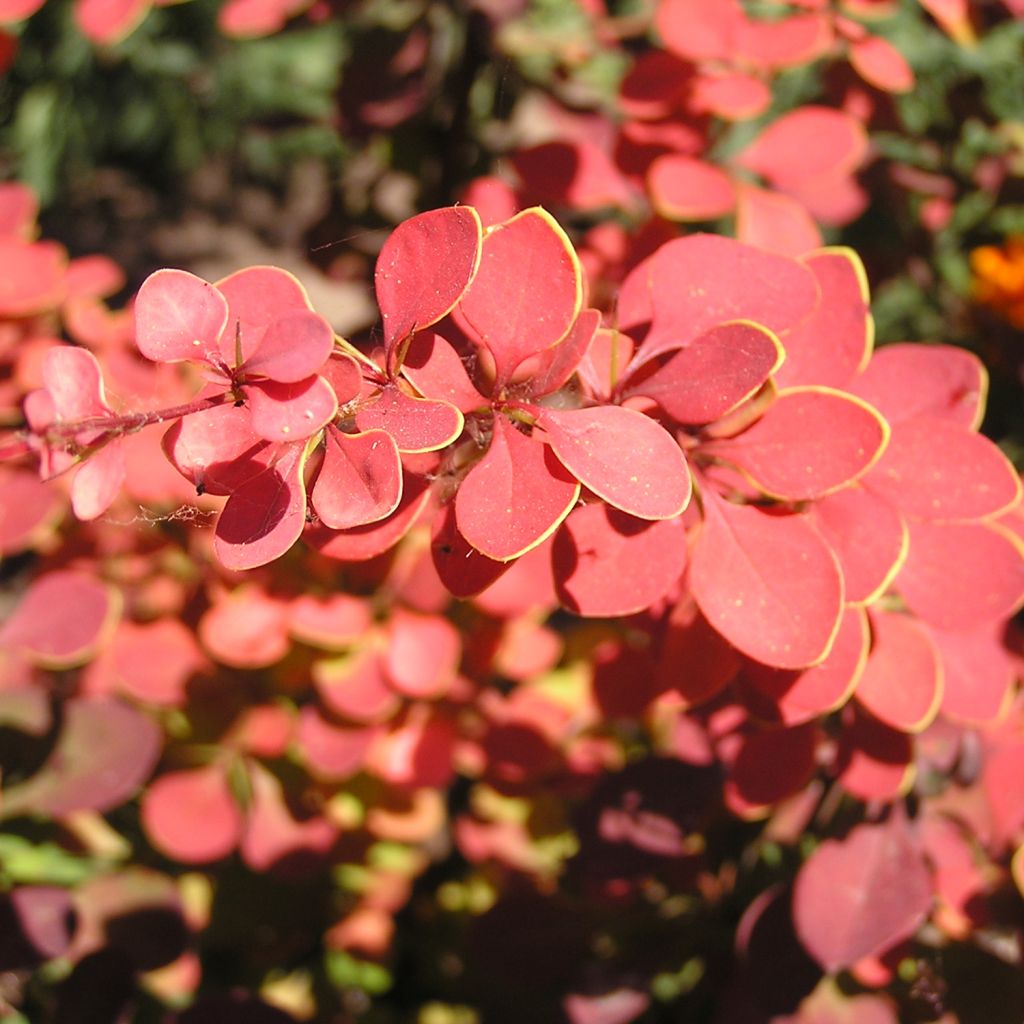 Berberis thunbergii Fireball - Barberry