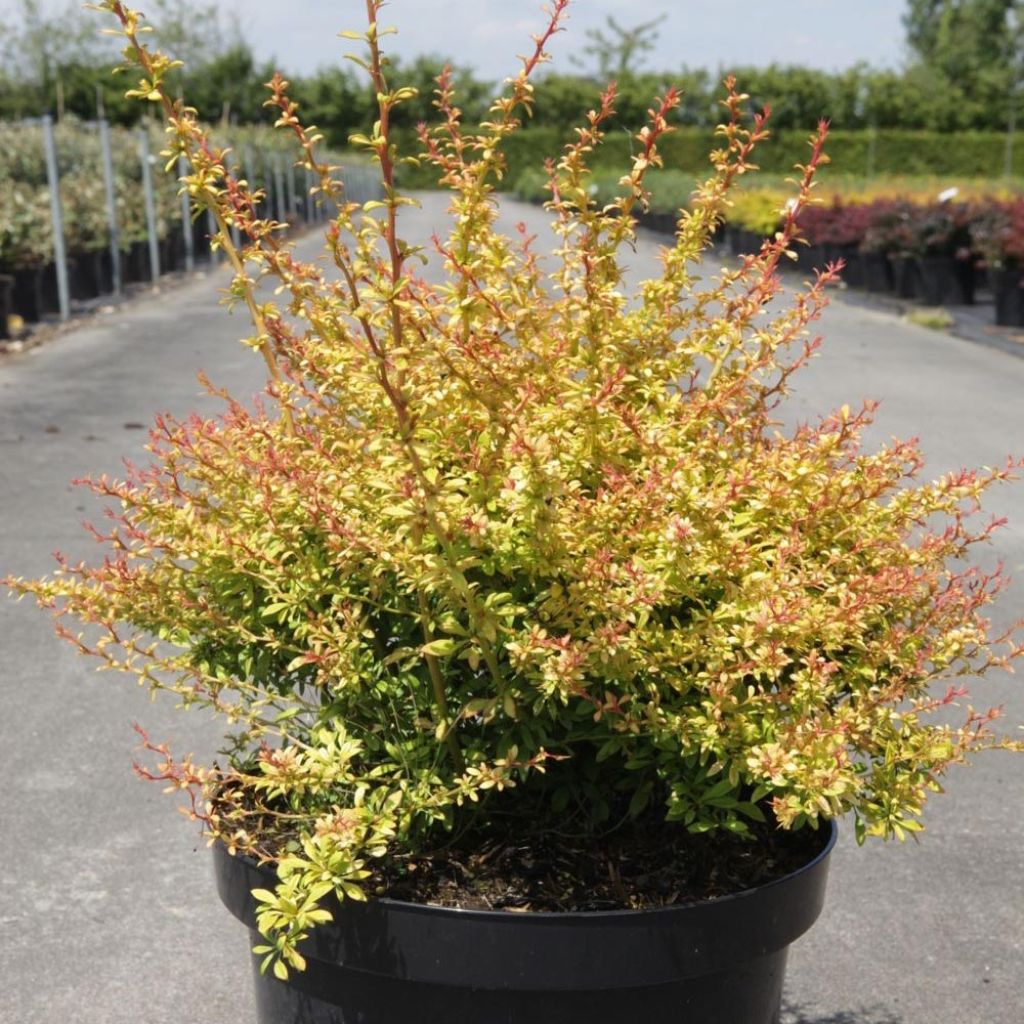 Berberis thunbergii Golden Dream - Barberry