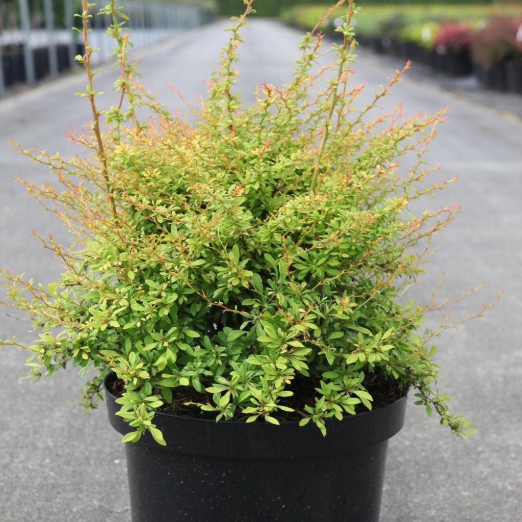 Berberis thunbergii Golden Dream - Barberry