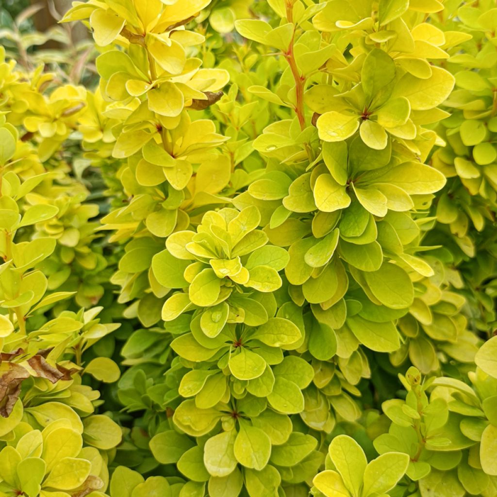 Berberis thunbergii Golden Rocket - Barberry