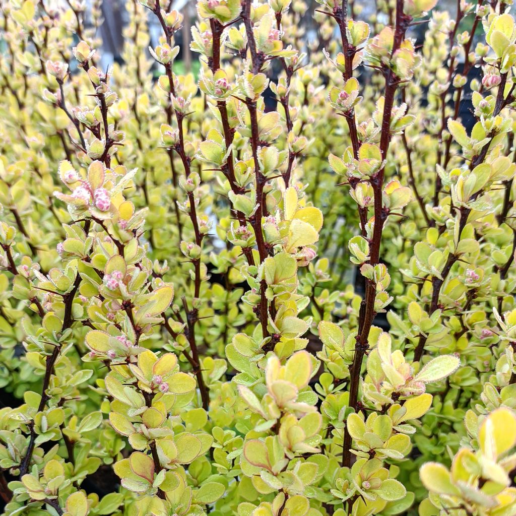 Berberis thunbergii Golden Rocket - Barberry