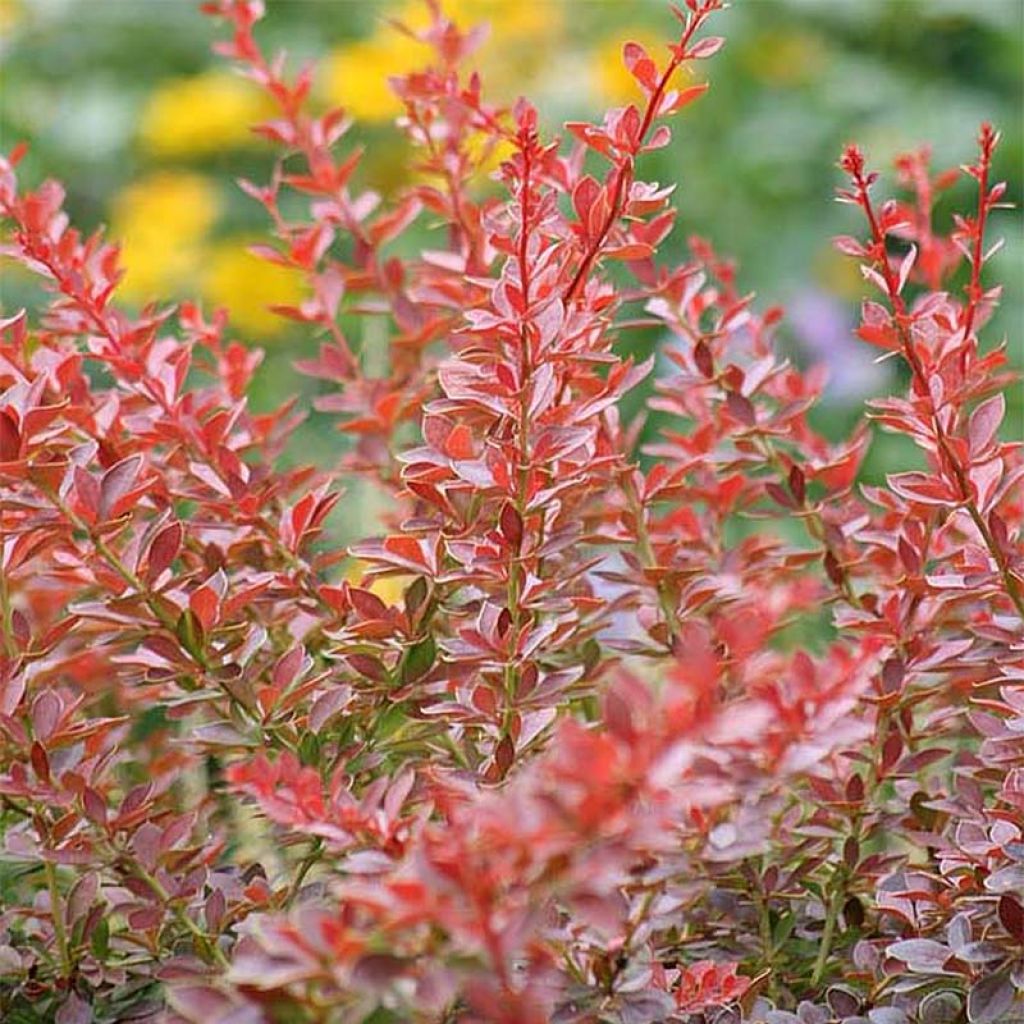 Berberis thunbergii Green Carpet - Barberry