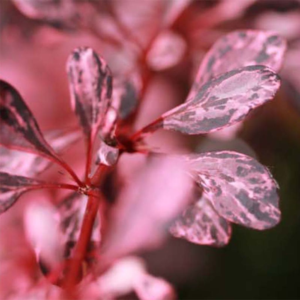 Berberis thunbergii Harlequin - Barberry