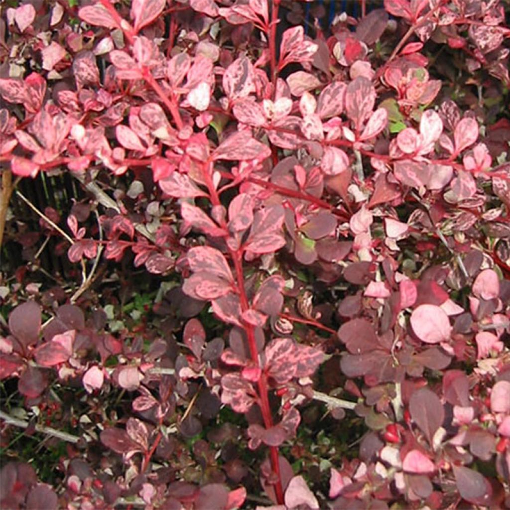 Berberis thunbergii Harlequin - Barberry