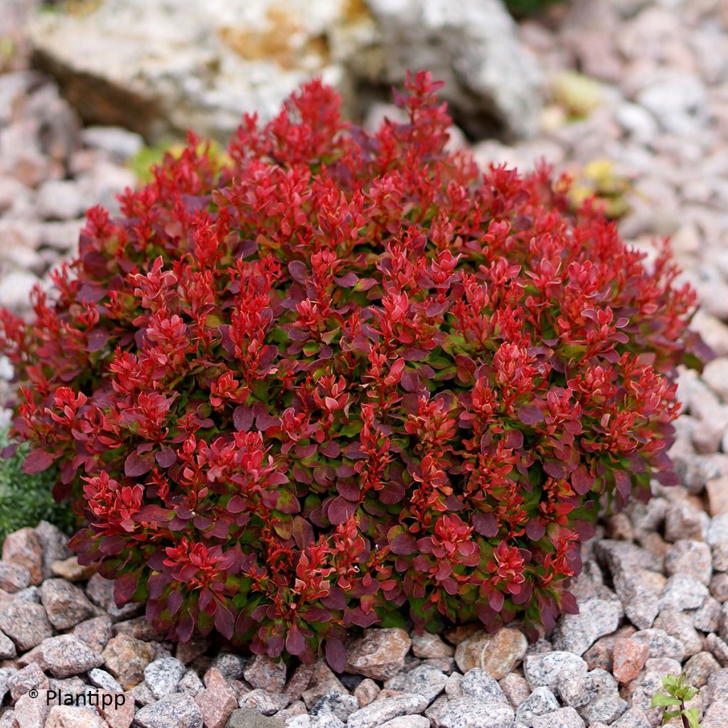 Berberis thunbergii Lutin Rouge - Barberry
